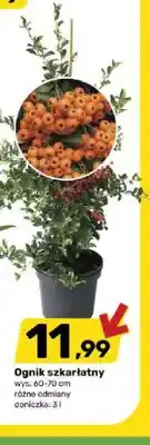 Bricomarche Ognik szkarłatny wys. 60-70 cm doniczka oferta