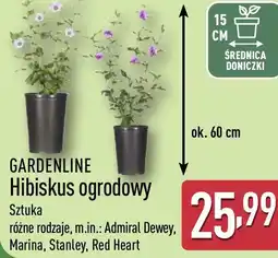 ALDI GARDENLINE Hibiskus ogrodowy oferta