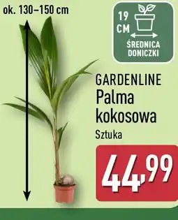 ALDI GARDENLINE Palma kokosowa oferta