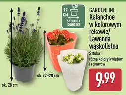 ALDI GARDENLINE Kalanchoe w kolorowym rękawie/ Lawenda wąskolistna oferta