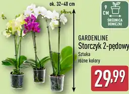 ALDI GARDENLINE Storczyk 2-pędowy oferta