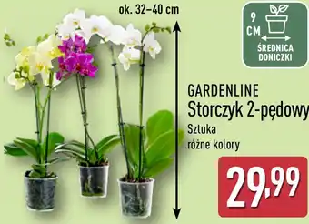 ALDI GARDENLINE Storczyk 2-pędowy oferta