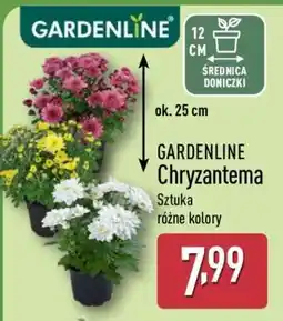 ALDI GARDENLINE Chryzantema oferta