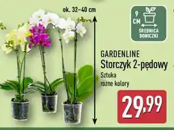 ALDI GARDENLINE Storczyk 2-pędowy oferta