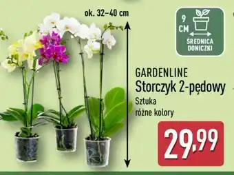 ALDI GARDENLINE Storczyk 2-pędowy oferta