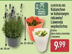 ALDI GARDENLINE Kalanchoe w kolorowym rękawie/Lawenda wąskolistna oferta