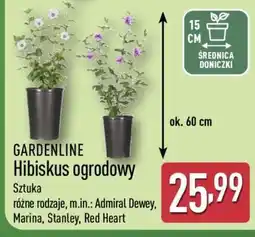 ALDI GARDENLINE Hibiskus ogrodowy oferta