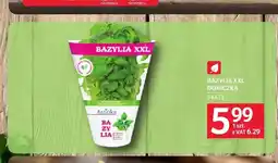 Selgros Bazylia XXL doniczka oferta