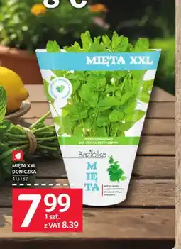 Selgros Mięta XXL w doniczce Baziółka oferta