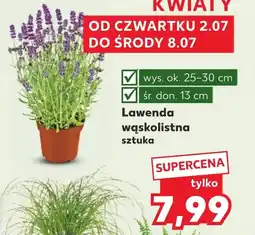 Kaufland Lawenda oferta