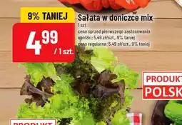 Polomarket Sałata w doniczce mix oferta