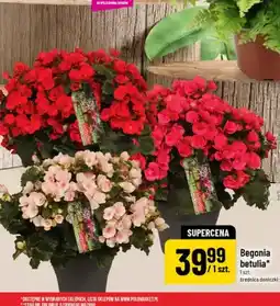 Polomarket Begonia betulia oferta