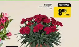 Polomarket Goździk oferta
