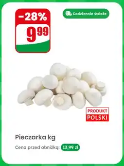 Dino Pieczarka polska oferta