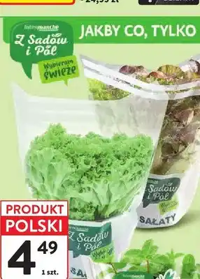 Intermarche Sałata batawska Z Sadów i Pól oferta