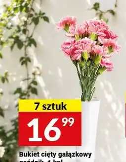 Twój Market Bukiet cięty gałązkowy goździk 7-pak oferta