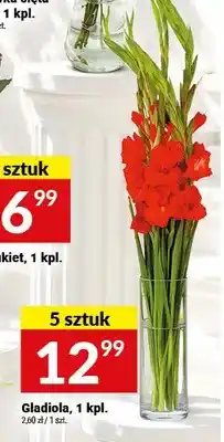 Twój Market Gladiola 5-pak oferta