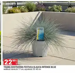 Merkury Market Kostrzewa Blue oferta