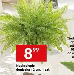 Twój Market Nephrolepis doniczka oferta