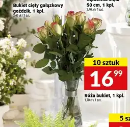 Twój Market Róża bukiet 10-pak oferta
