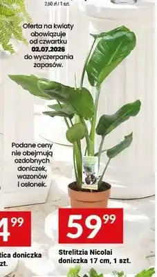 Twój Market Strelitzia Nicolai doniczka oferta