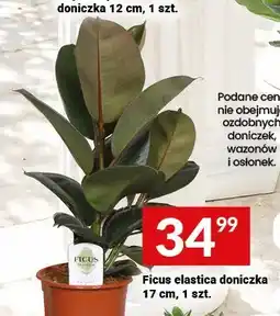 Twój Market Ficus elastica doniczka oferta