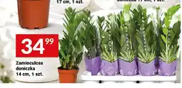 Twój Market Zamioculcas doniczka oferta