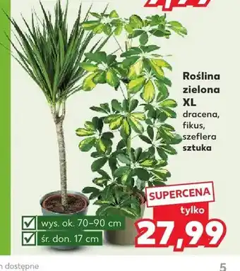 Kaufland Roślina zielona XL dracena oferta