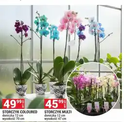 Merkury Market Storczyk Multi oferta