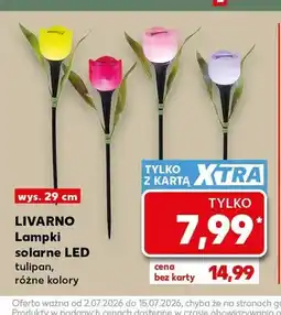 Kaufland Lampki solarne LED tulipan Livarno oferta