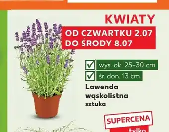 Kaufland Lawenda wąskolistna oferta
