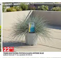Merkury Market Trawa kostrzewa Festuca Glauca Intense Blue oferta