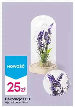 Pepco Dekoracja LED oferta