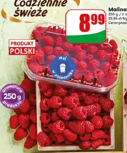 Dino Malina polska oferta