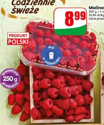 Dino Malina polska oferta