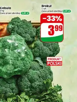Dino Brokuł oferta