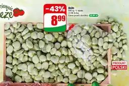 Dino Bób polski oferta