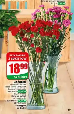 Dino Goździki bukiet 10 sztuk oferta
