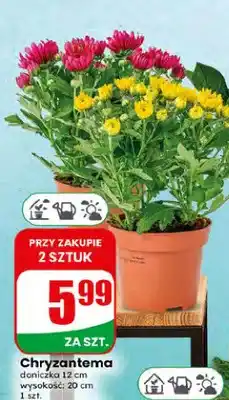 Dino Chryzantema doniczka 12 cm oferta