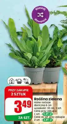 Dino Roślina zielona oferta