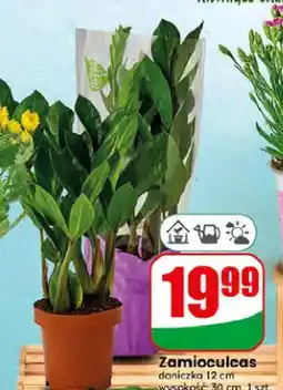 Dino Zamioculcas doniczka 12 cm oferta