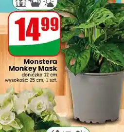 Dino Monstera Monkey Mask doniczka 12 cm oferta