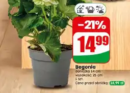 Dino Begonia doniczka 14 cm oferta