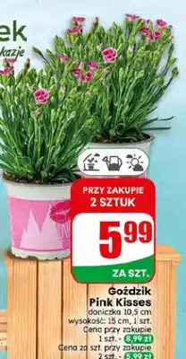 Dino Goździk Pink Kisses doniczka 10,5 cm oferta