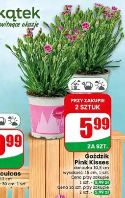 Dino Goździk Pink Kisses oferta