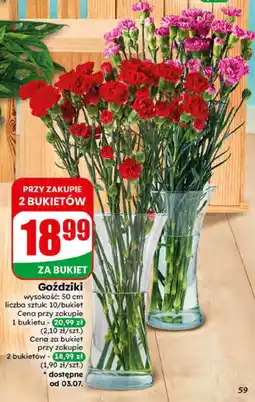 Dino Goździki oferta
