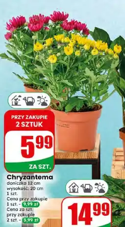 Dino Chryzantema oferta