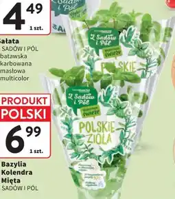 Intermarche Bazylia, Kolendra, Mięta oferta