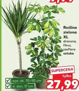 Kaufland Roślina zielona XL dracena, fikus, szeflera oferta