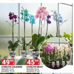 Merkury Market Storczyk Multi doniczka 12 cm wysokość 47 cm oferta